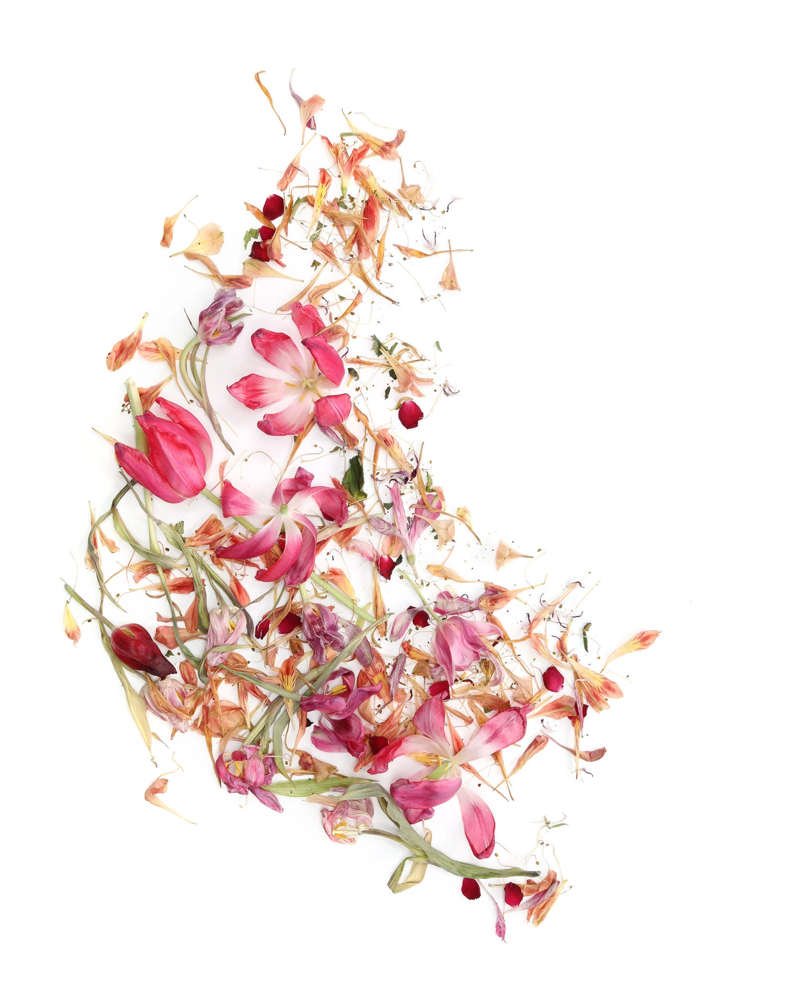 #6 BLOOM ON THE MOVE