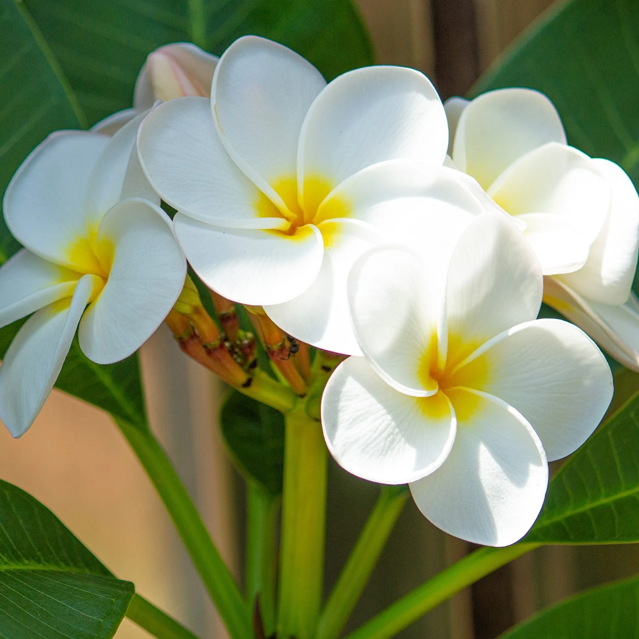 Ormonde Jayne Frangipani Eau de Parfum kadın yaz parfümü Frangipani çiçeği