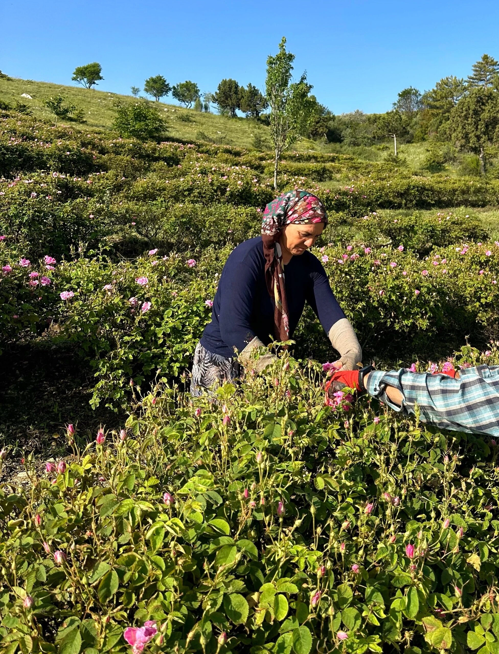 Gül Serüveni – görsel 4