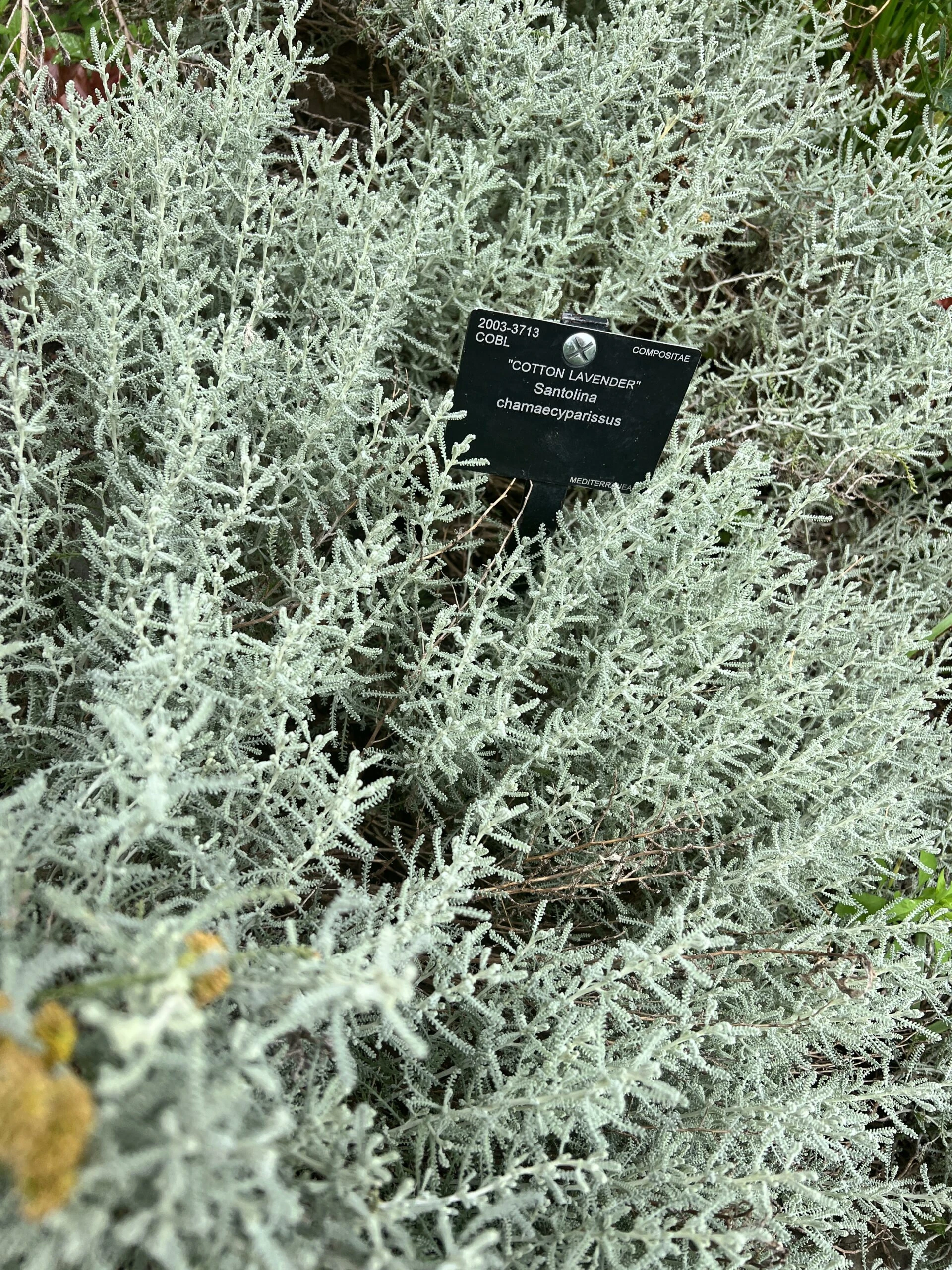 Kew Gardens İzlenimlerim – görsel 11